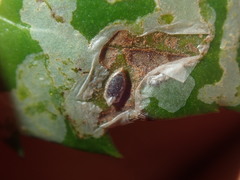 Tropicomyia polyphyta