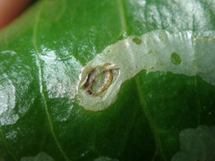 Tropicomyia polyphyta