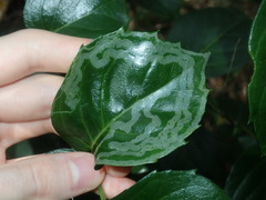 Tropicomyia polyphyta
