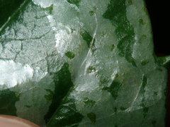 Tropicomyia polyphyta