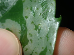 Tropicomyia polyphyta