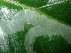 Tropicomyia polyphyta