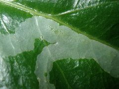 Tropicomyia polyphyta