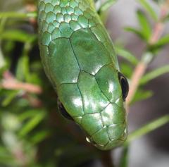 Philothamnus occidentalis