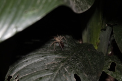 Cupiennius salei