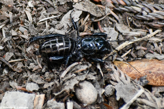 Stenopelmatus minor