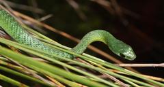 Philothamnus occidentalis