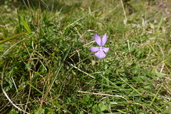 Viola cornuta