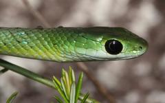 Philothamnus occidentalis