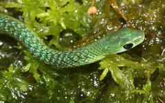 Philothamnus occidentalis