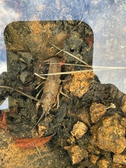 Procambarus simulans