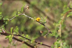 Vachellia farnesiana farnesiana