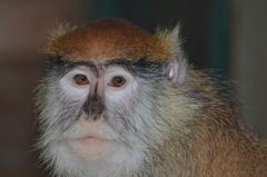 Erythrocebus