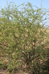 Vachellia farnesiana farnesiana