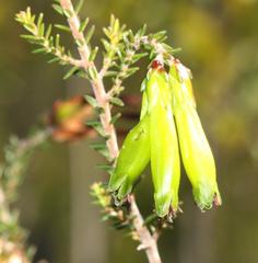 Erica viridiflora viridiflora