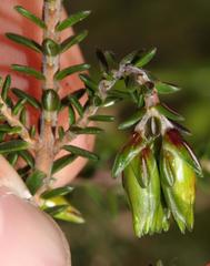 Erica viridiflora viridiflora