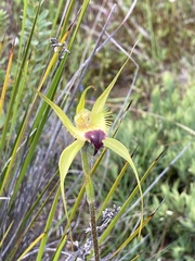 Caladenia infundibularis