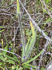 Caladenia infundibularis