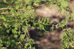 Vachellia farnesiana farnesiana