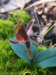 Chiloglottis triceratops