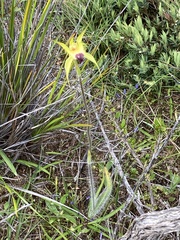Caladenia infundibularis