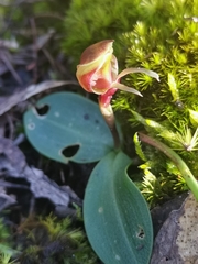 Chiloglottis triceratops