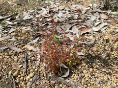 Drosera stolonifera