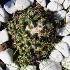 Coryphantha elephantidens