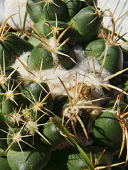Coryphantha elephantidens