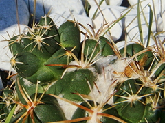 Coryphantha elephantidens