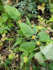 Triosteum perfoliatum