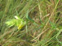 Rhinanthus serotinus aestivalis