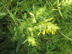 Rhinanthus serotinus aestivalis
