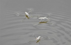 Aquarius adelaidis