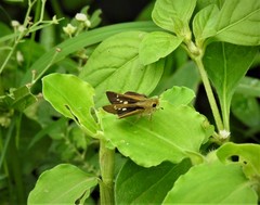 Polytremis lubricans