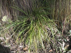 Lomandra densiflora