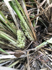 Lomandra densiflora