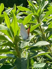 Curetis acuta paracuta