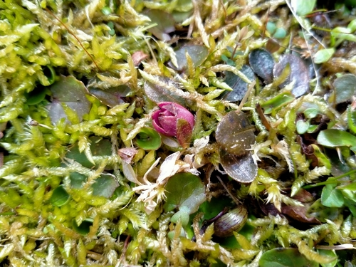 Mazus arenarius, photograph 1