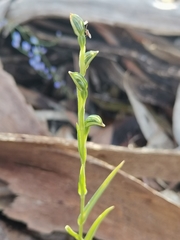 Pterostylis williamsonii