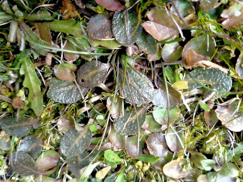 Mazus arenarius, photograph 2