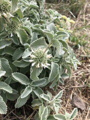 Marrubium incanum