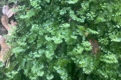 Hymenophyllum cupressiforme