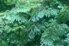 Hymenophyllum cupressiforme