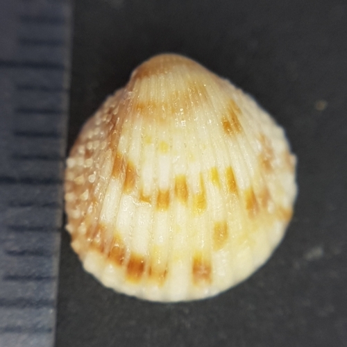 Representative image of Papillicardium