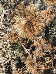 Echinops spinosissimus