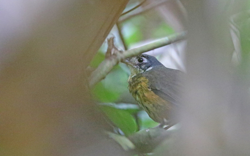 White-lored Antpitta (Myrmothera fulviventris), photo 8