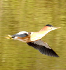 Ixobrychus minutus payesii