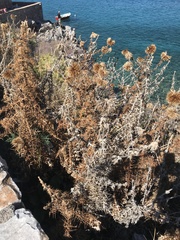 Echinops spinosissimus