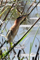 Ixobrychus minutus payesii